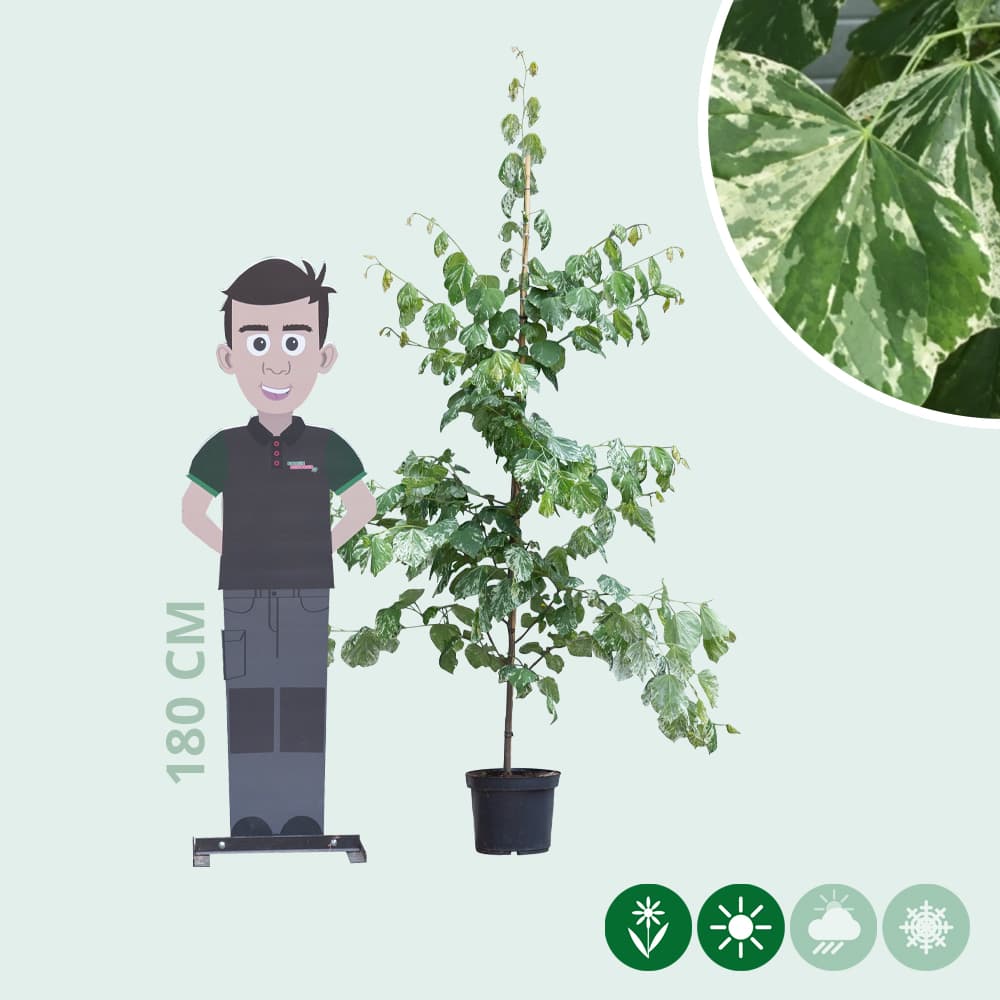 Judasboom 'Alley Cat'