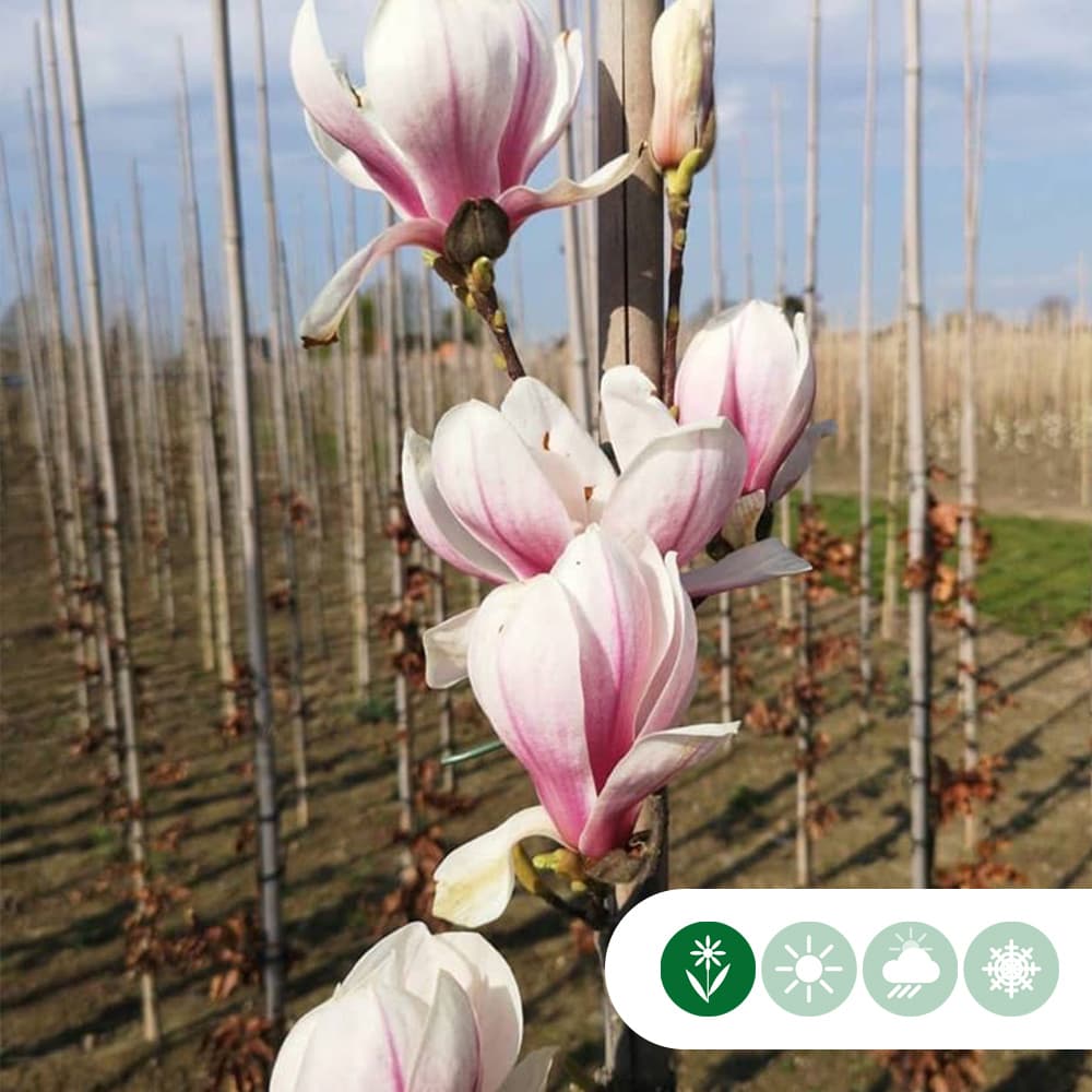 Magnolia soulangeana (laagstam)