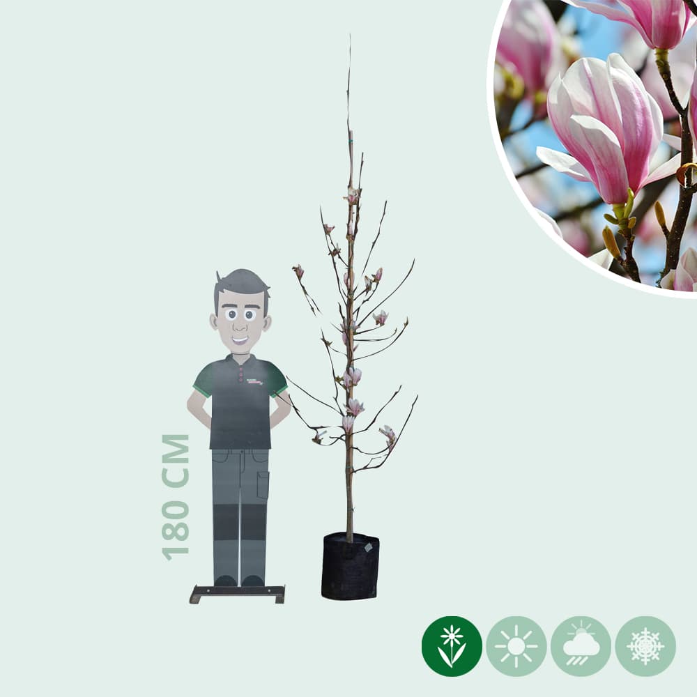 Magnolia soulangeana (laagstam)
