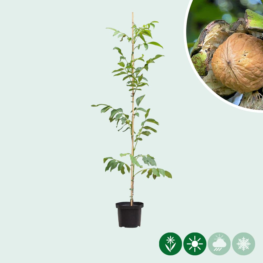 walnotenboom 'Coenen'