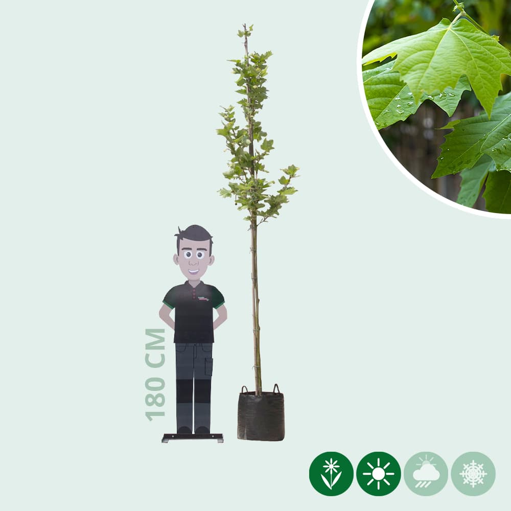 Plataan hoogstam 200 cm