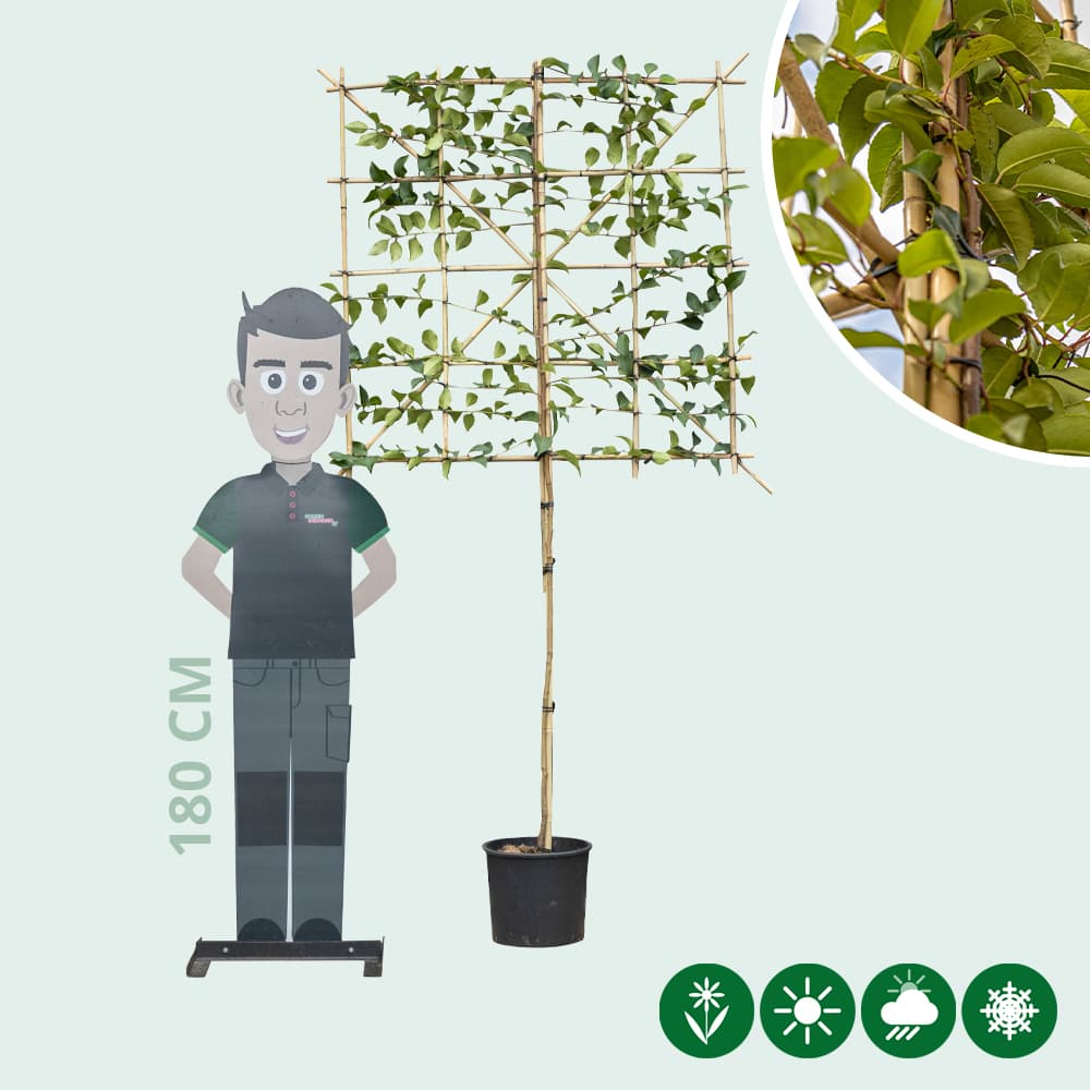 Portugese laurier 'Tico' leiboom 120 cm