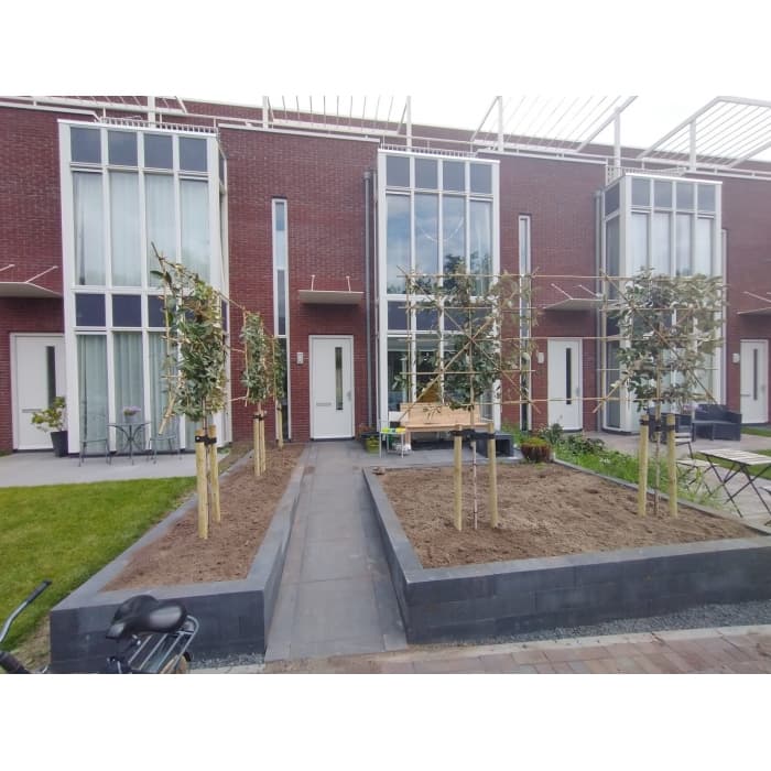 Olijfwilg leiboom 120 cm