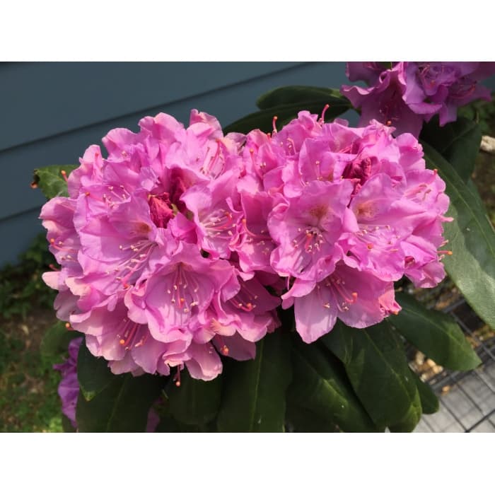 Rhododendron Roseum elegans