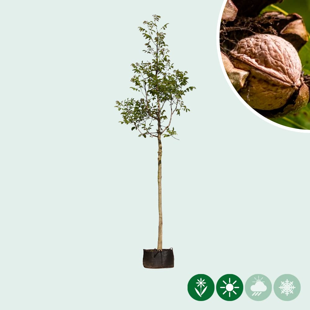 Walnotenboom Juglans regia