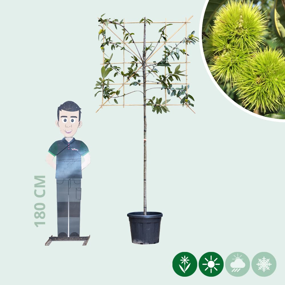 Tamme kastanje leiboom