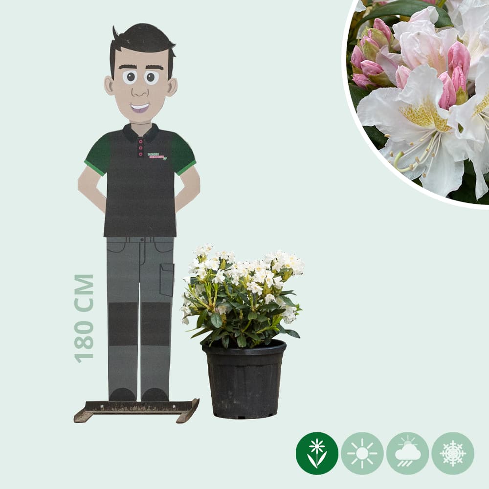 Rhododendron Cunninghams White