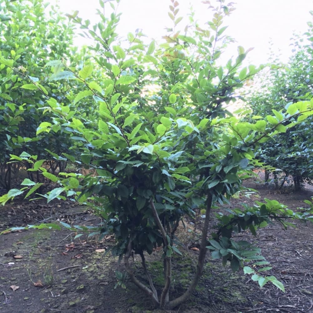 Haagbeuk meerstammig