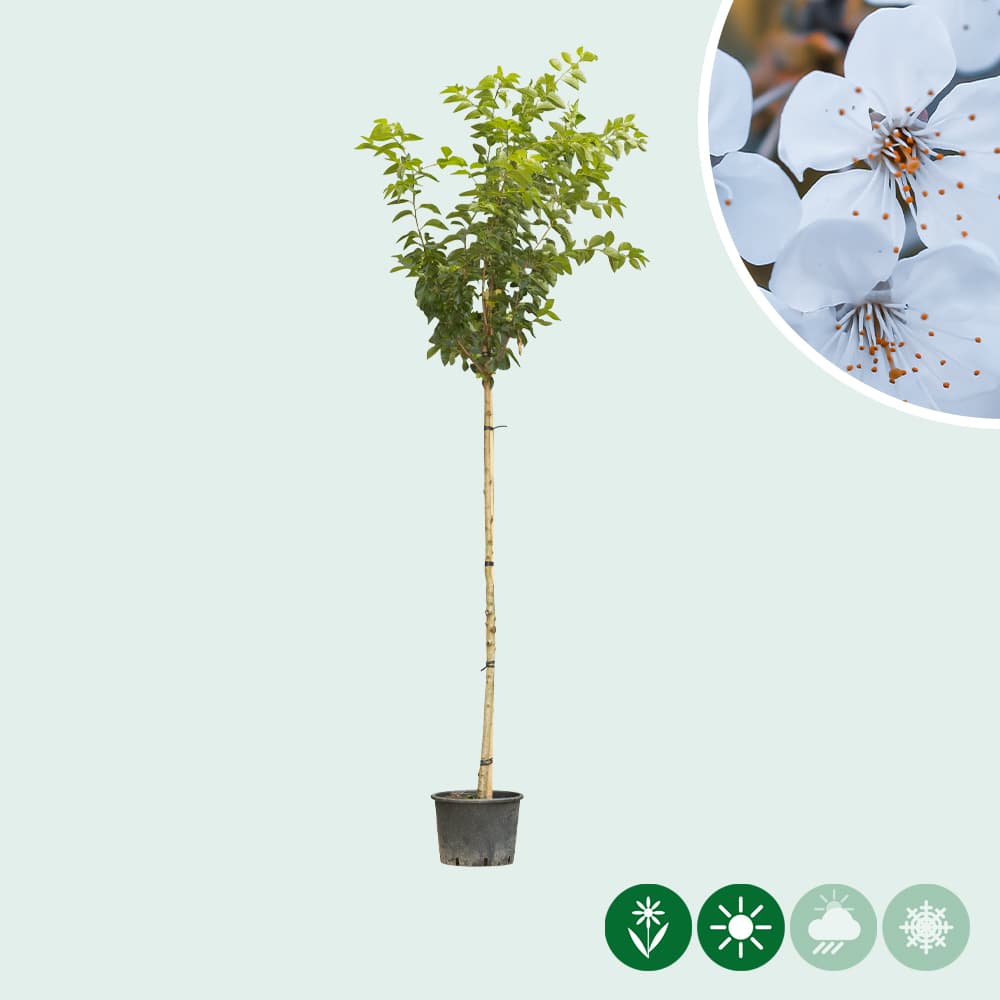 Japanse sierkers 'Umineko'