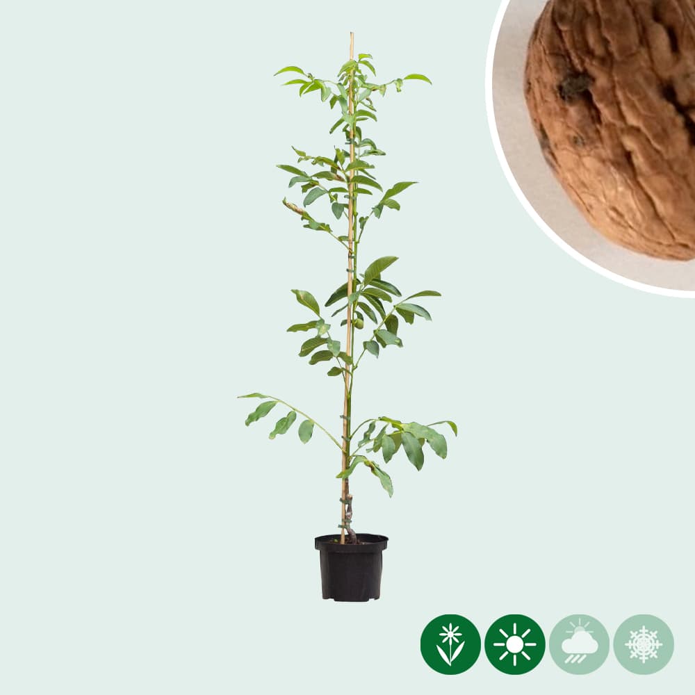 Walnotenboom met rood vruchtvlees