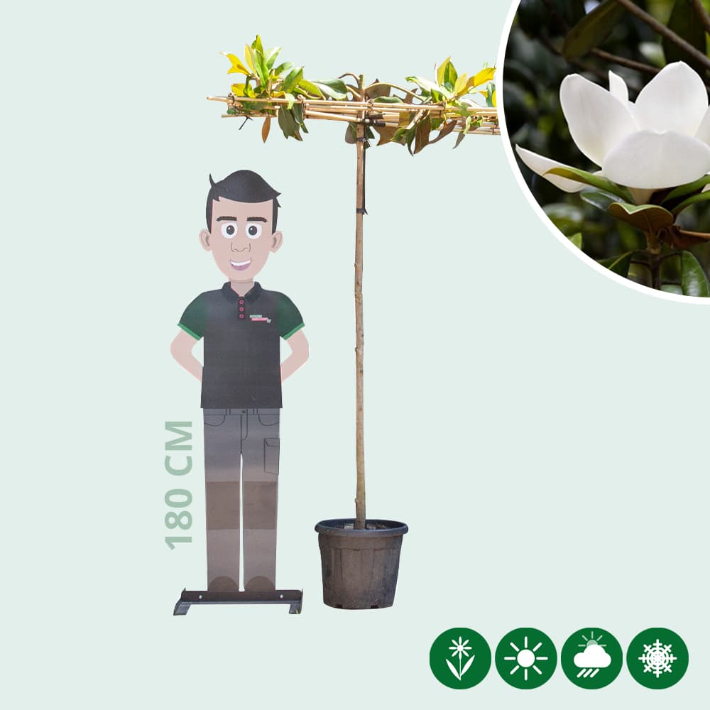 Magnolia grandiflora vierkant dak 200-220 cm stamhoogte