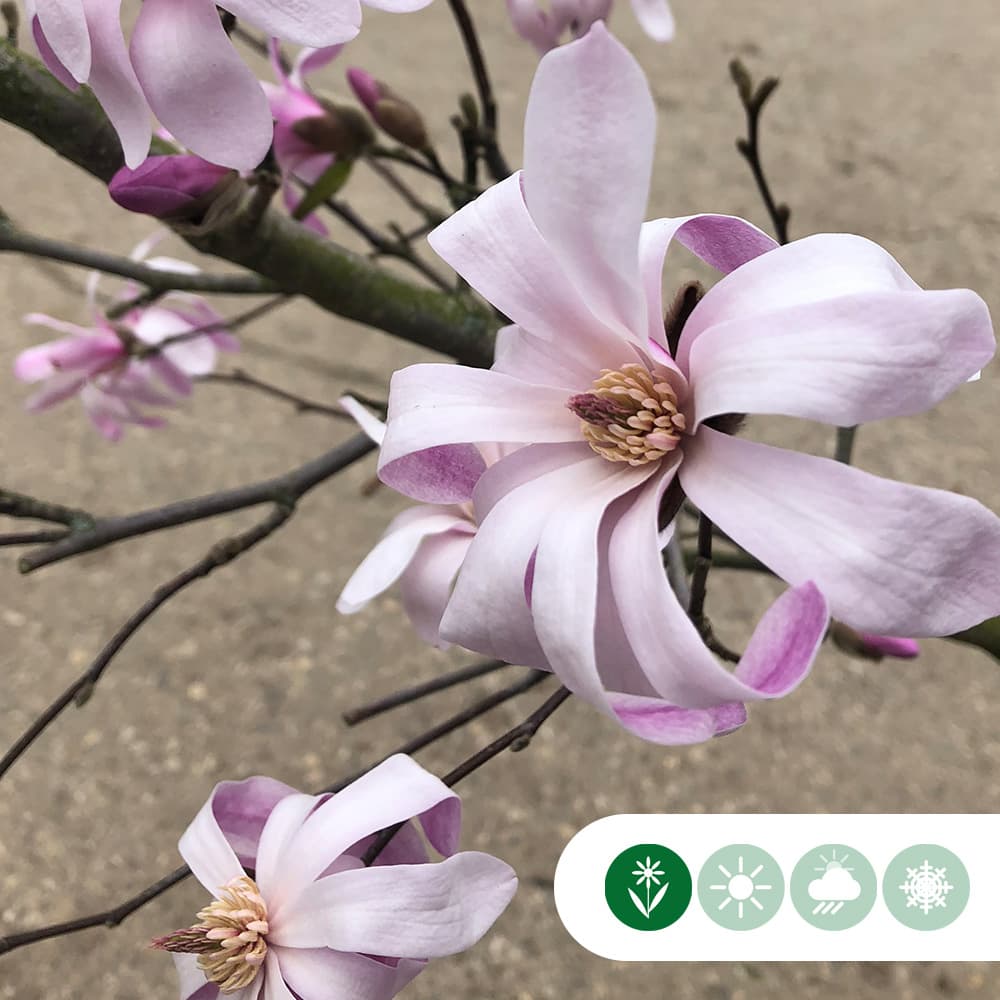 Magnolia 'Leonard Messel'