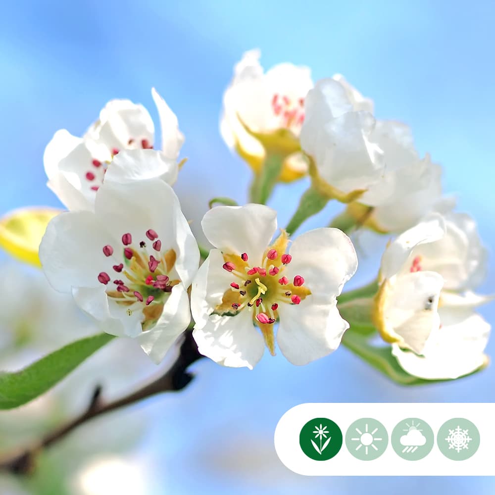 Daksierpeer 200-220 cm stamhoogte