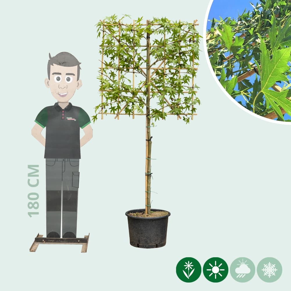 Lei amberboom 100 cm