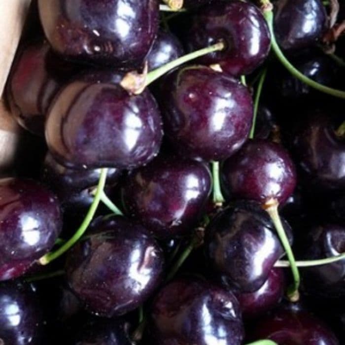 Prunus avium 'Varikse Zwarte' 2