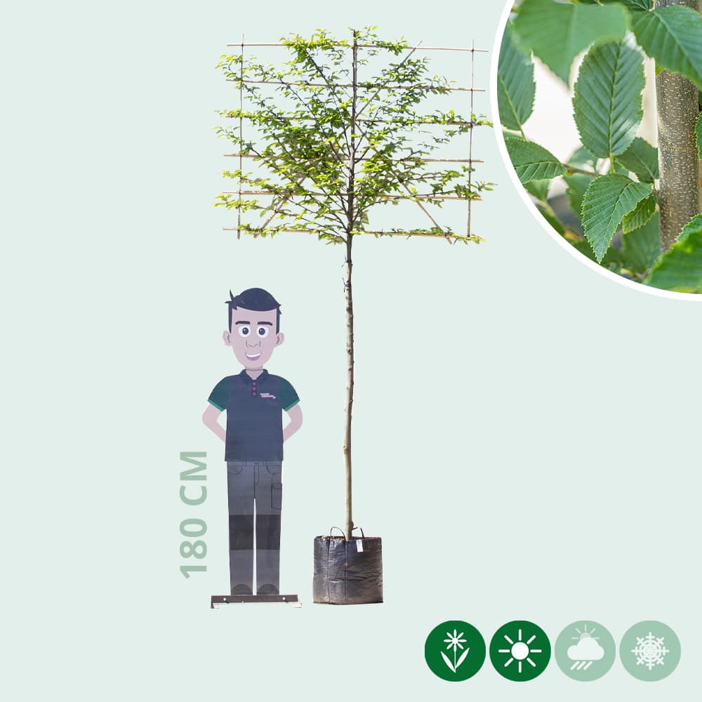 Zuil leihaagbeuk 150 cm