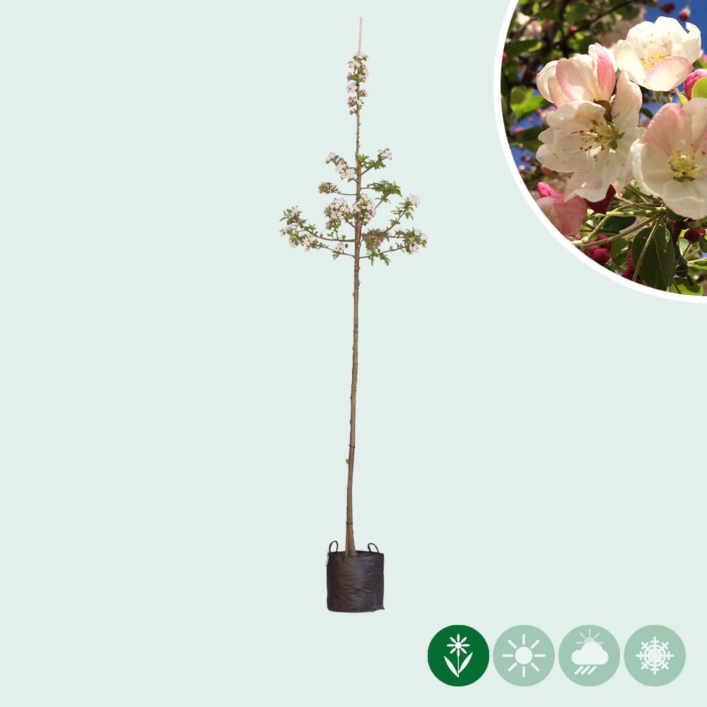 Malus 'Red Sentinel'