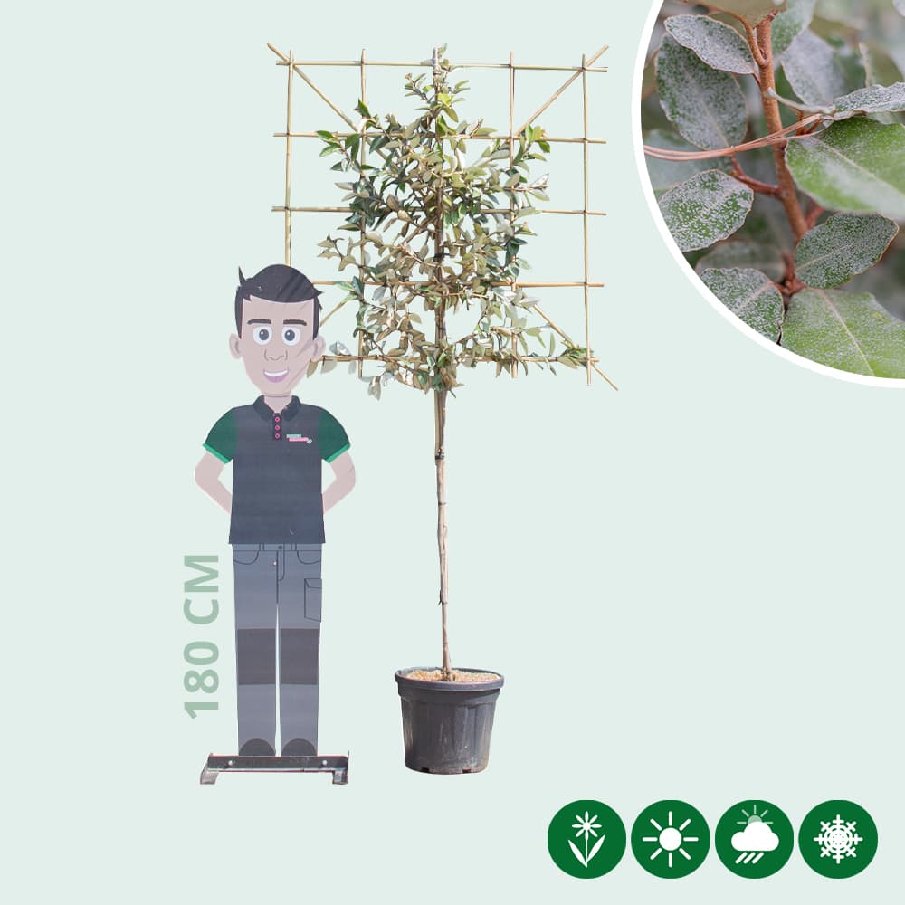 Olijfwilg leiboom 120 cm