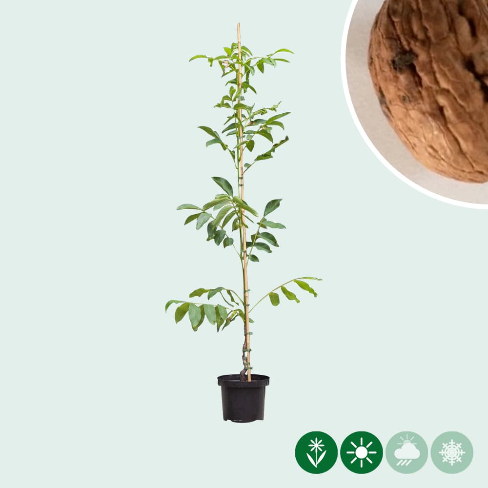 Walnotenboom 'Broadview'