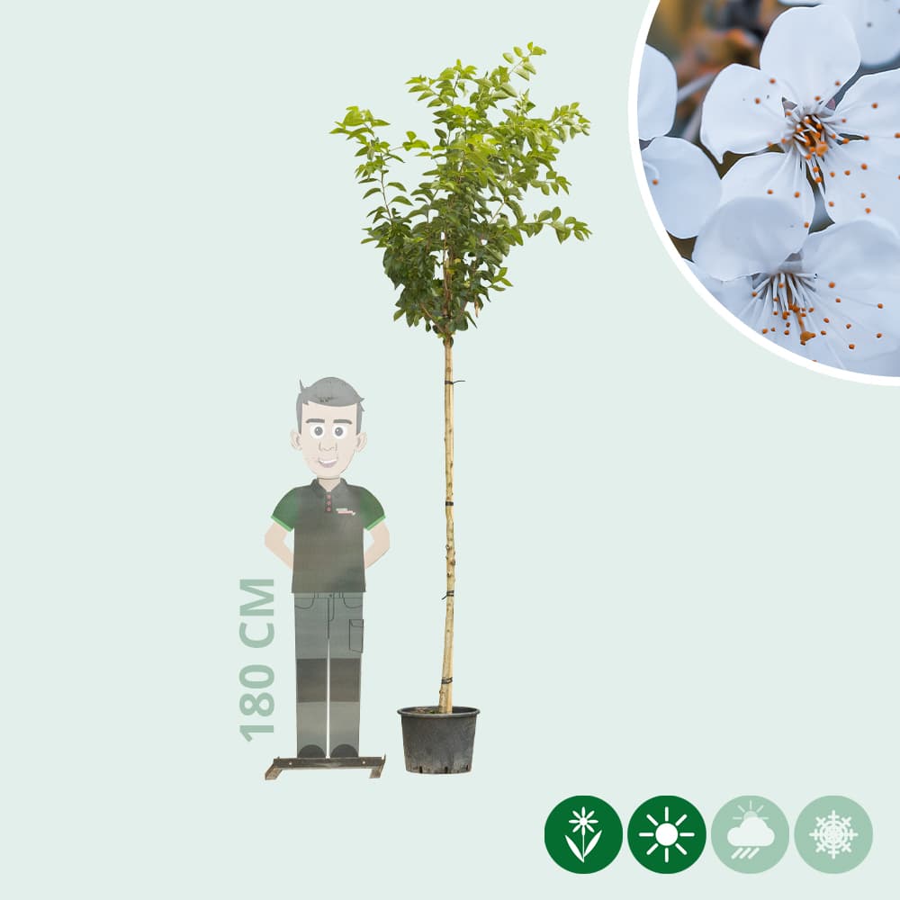 Japanse sierkers 'Umineko'