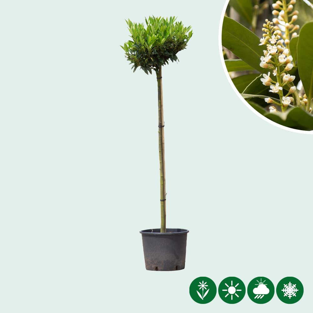 Bol laurier Otto Luyken 120 cm stamhoogte