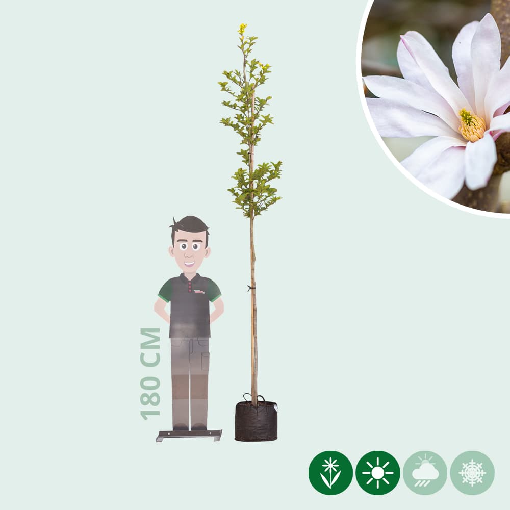 Magnolia 'Leonard Messel'