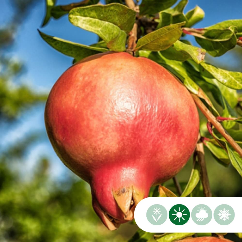 Granaatappelboom 'Fina Tendral'