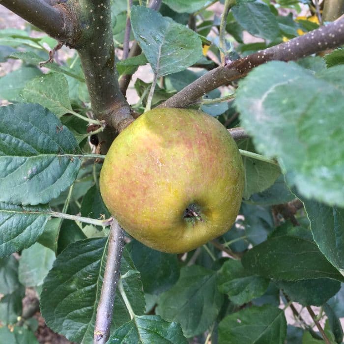Appelboom Malus domestica 'Schone van Boskoop/Goudreinette' 2