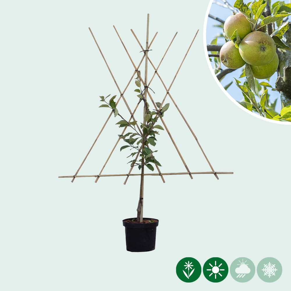 Malus d. 'Elstar' laagstam leiboom