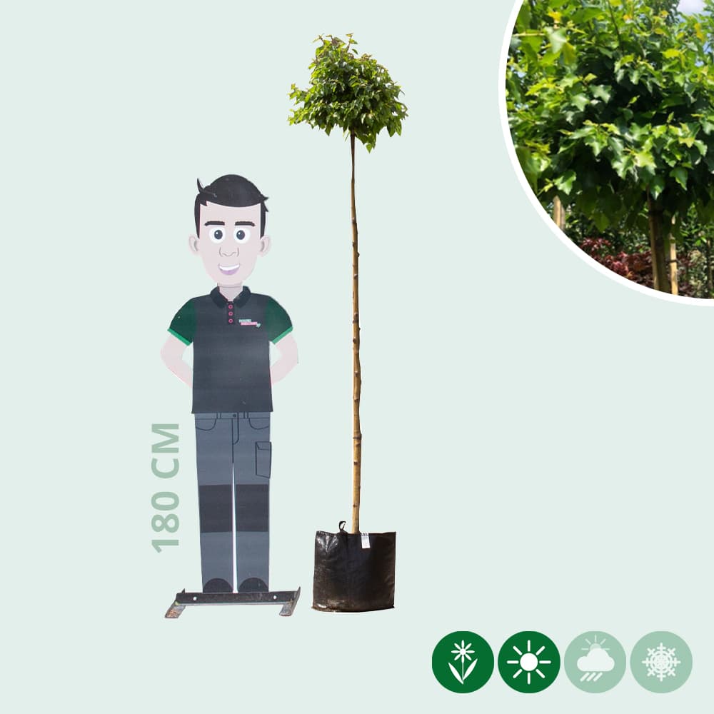 Bolberk 'Magical Globe' 180 cm stamhoogte