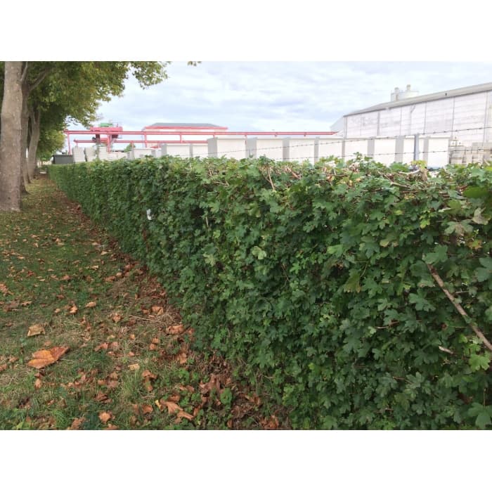 Spaanse aak haag 30 cm