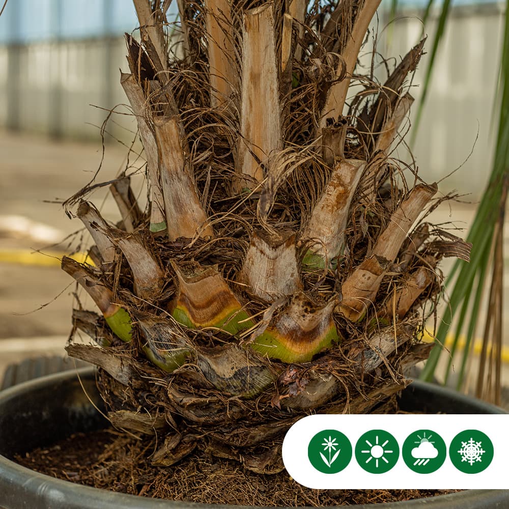 Geleipalm 15 cm stamhoogte