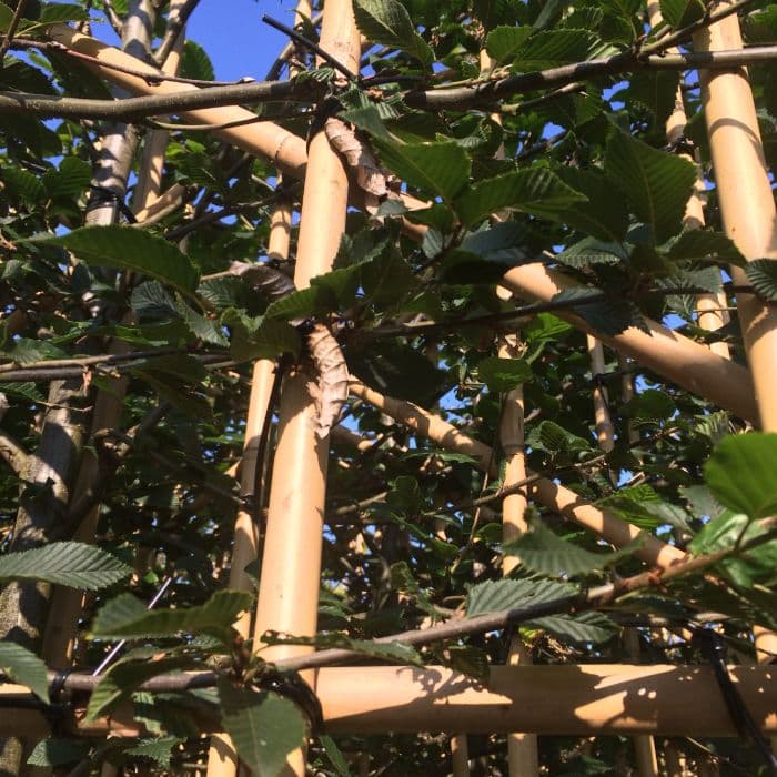 Leihaagbeuk 120 cm (120x120)