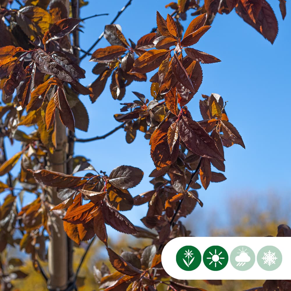 Kerspruim kruisdak 200-220 cm stamhoogte