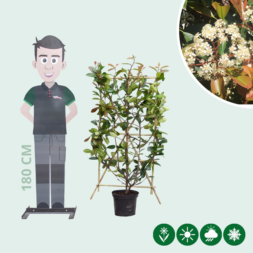 Photinia haagelement 150 cm totaalhoogte