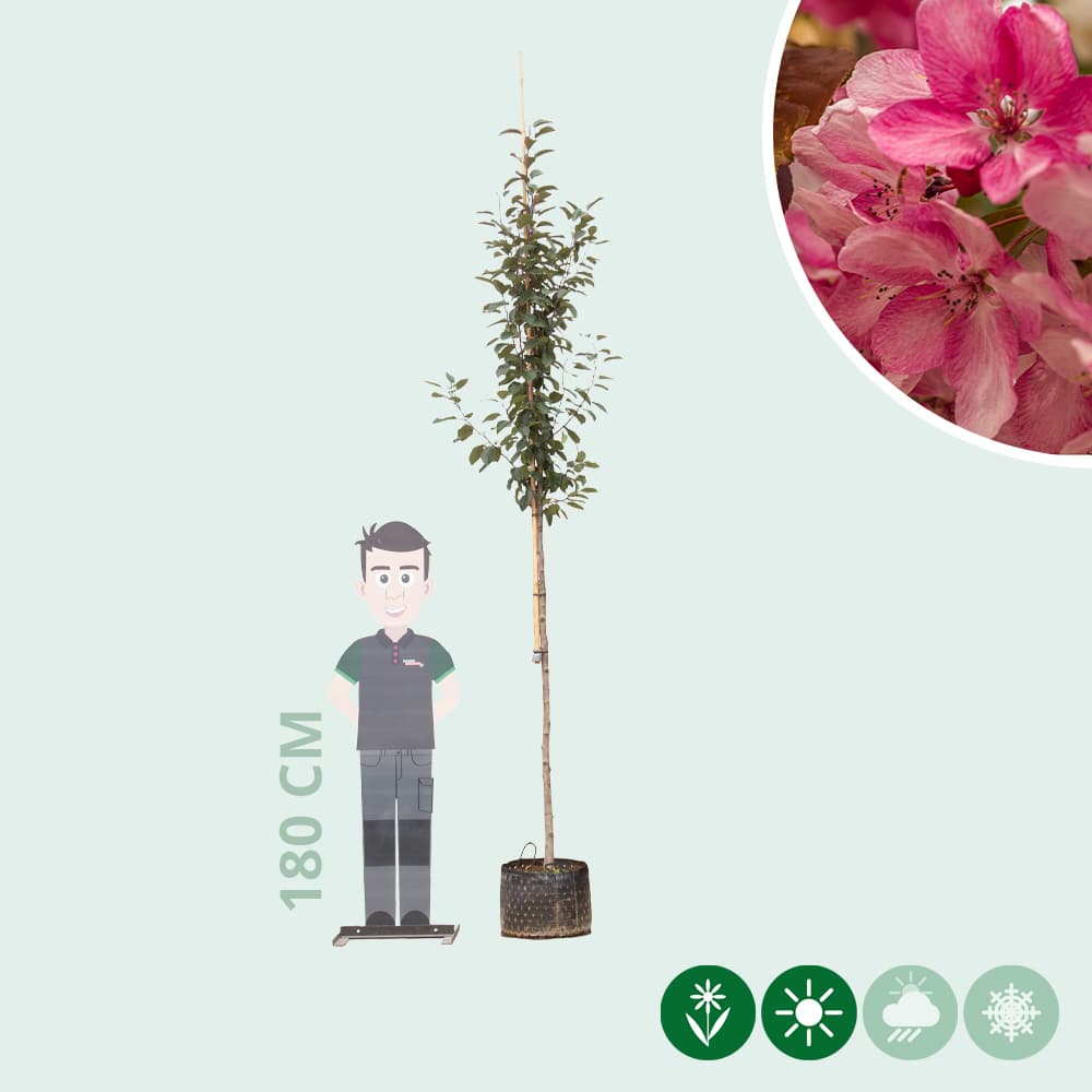 Roodbladige sierappel