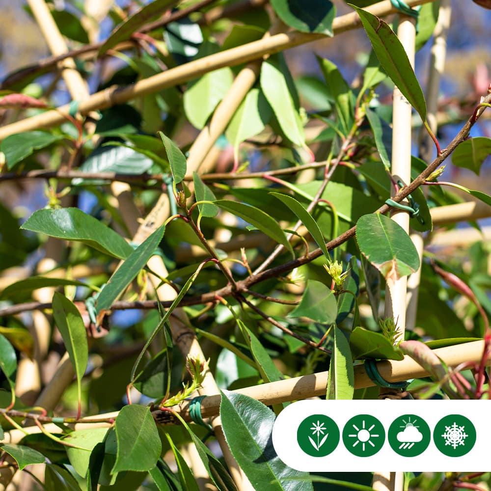 Glansmispel leiboom 100 cm