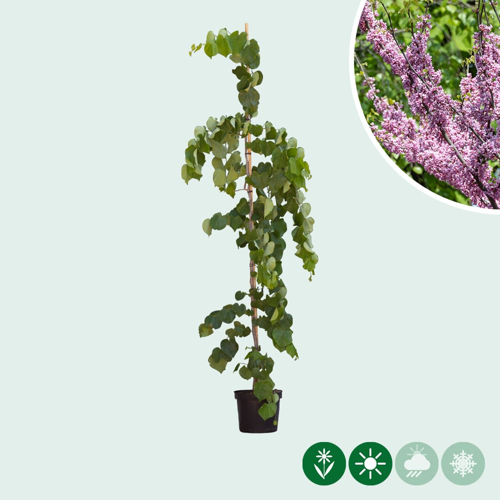 Judasboom 'Lavender Twist'