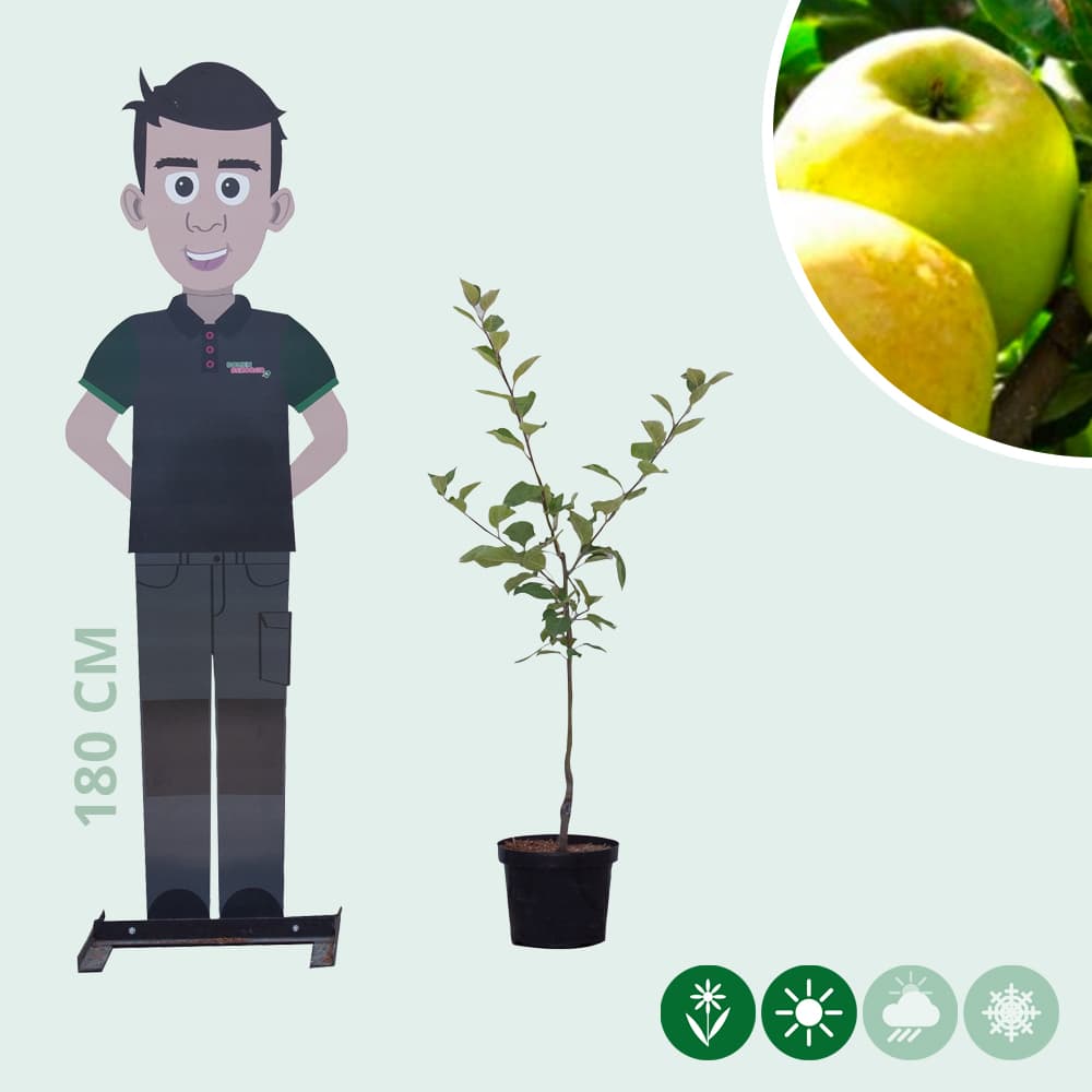 Malus d. Golden Delicious'