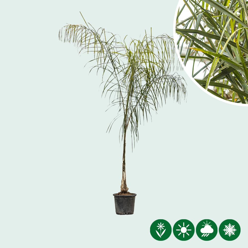 Koninginnepalm 80 cm stamhoogte