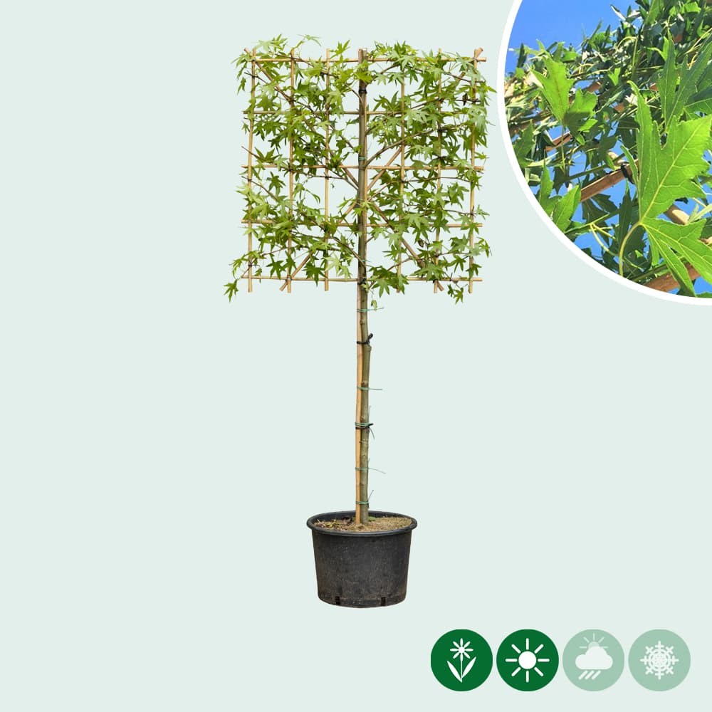 Lei amberboom 100 cm