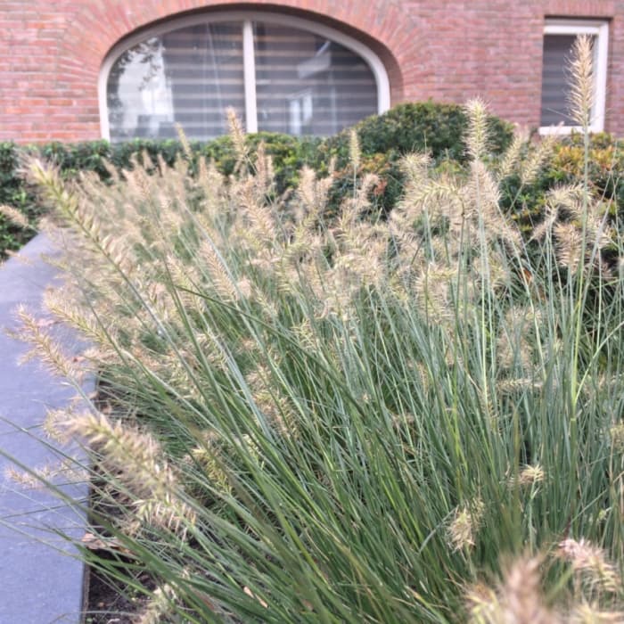 Lampenpoetsergras Hameln