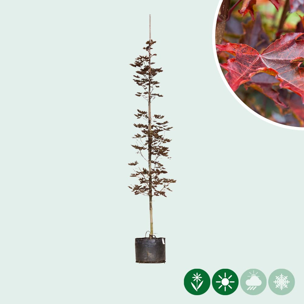 Rode Noorse esdoorn laagstam