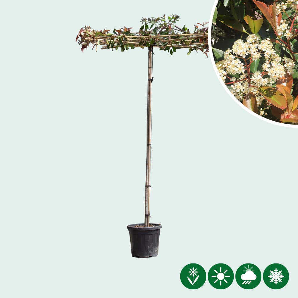 Dakphotinia 200-220 cm stamhoogte