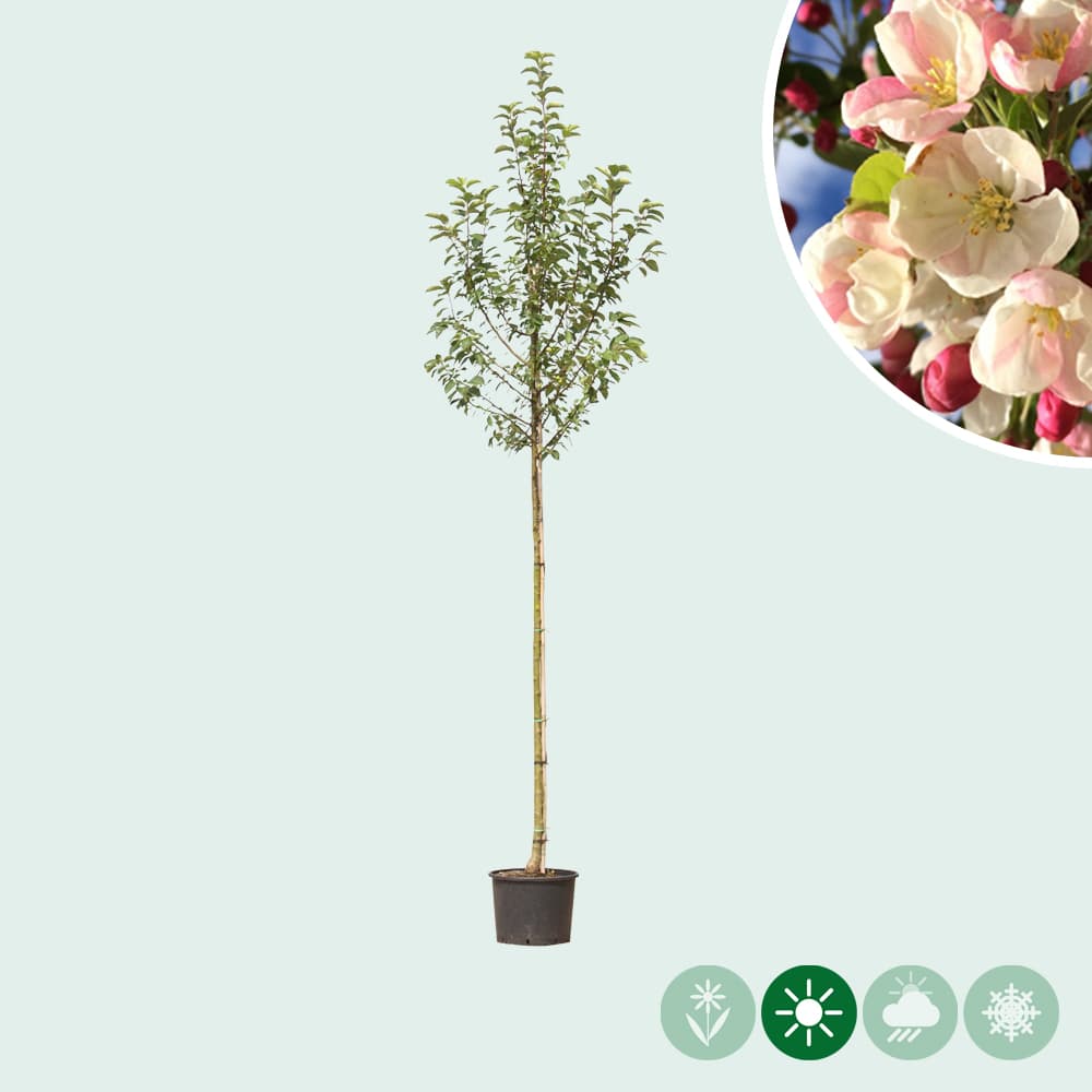 Rode sierappel 'Red Sentinel'