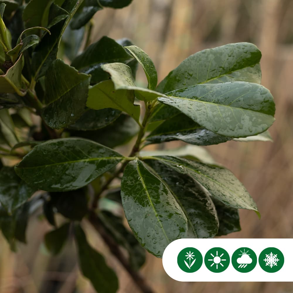 Bol laurier Etna 120 cm stamhoogte