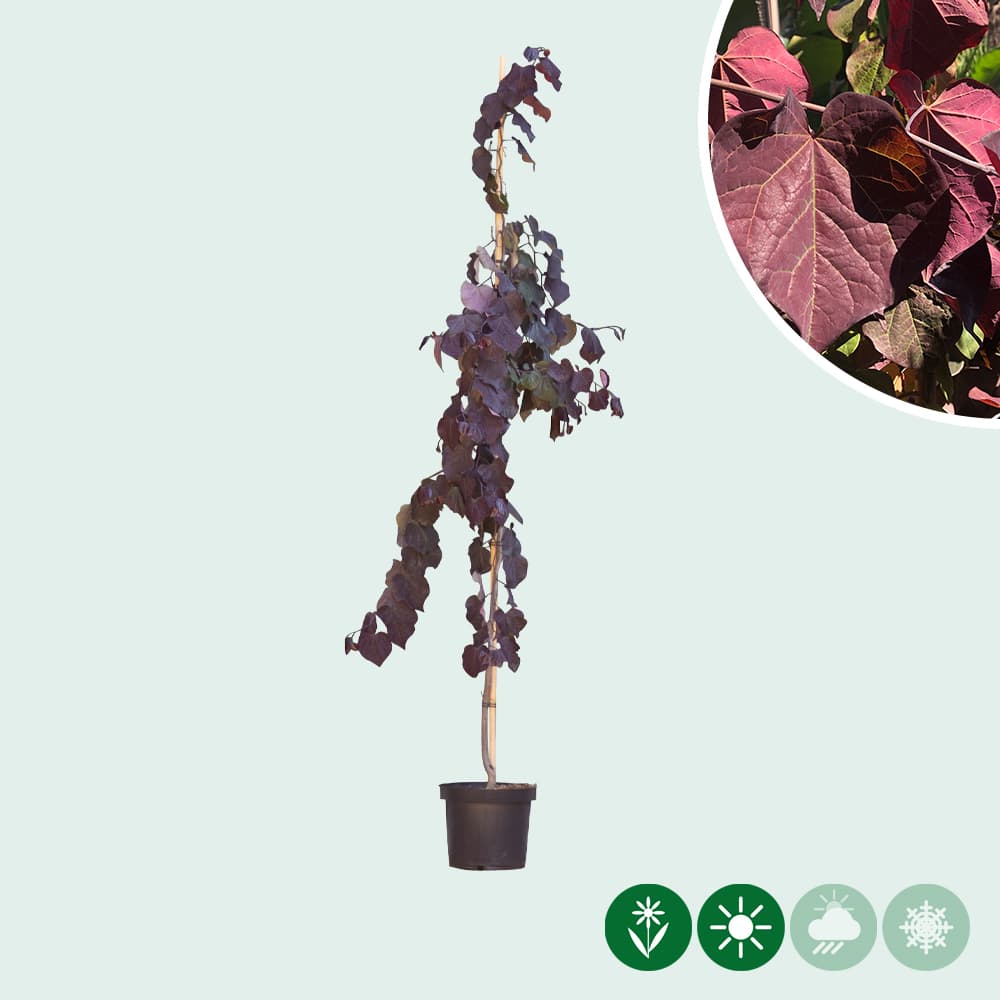 Judasboom 'Ruby Falls'