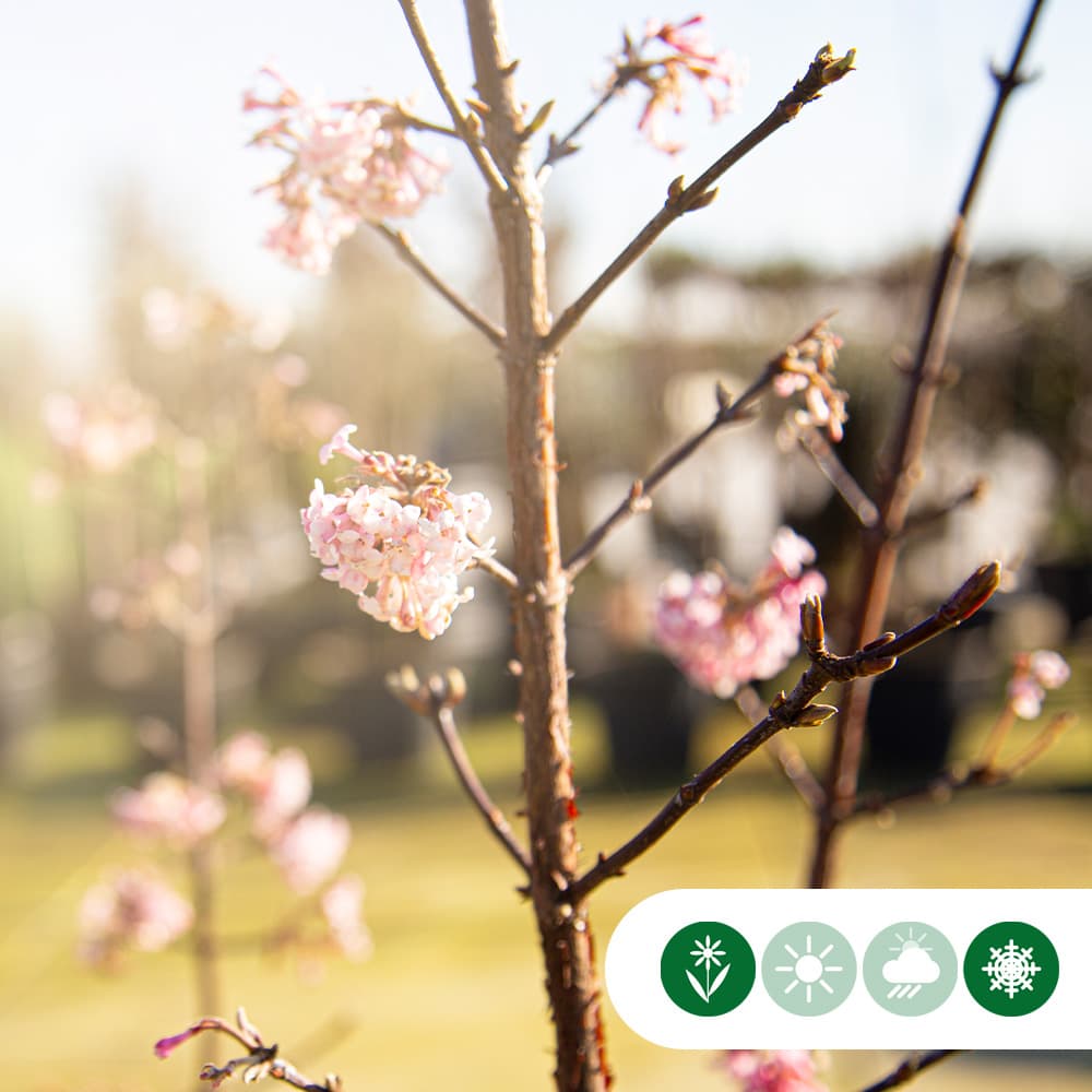 Sneeuwbal meerstammig