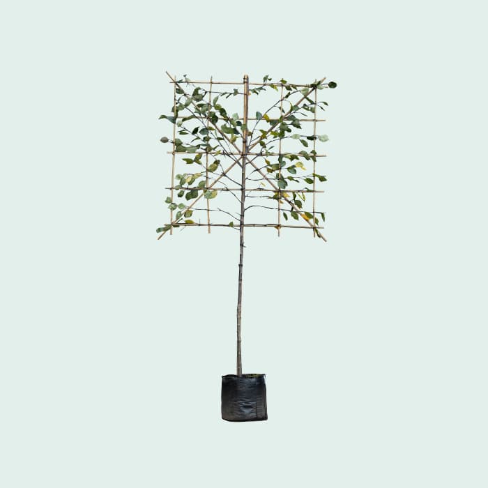 Rode sierappel leiboom 120 cm (120x120)