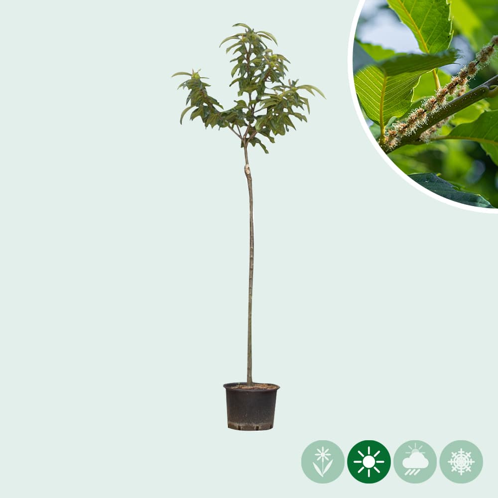 Tamme kastanje Dorree de Lyon